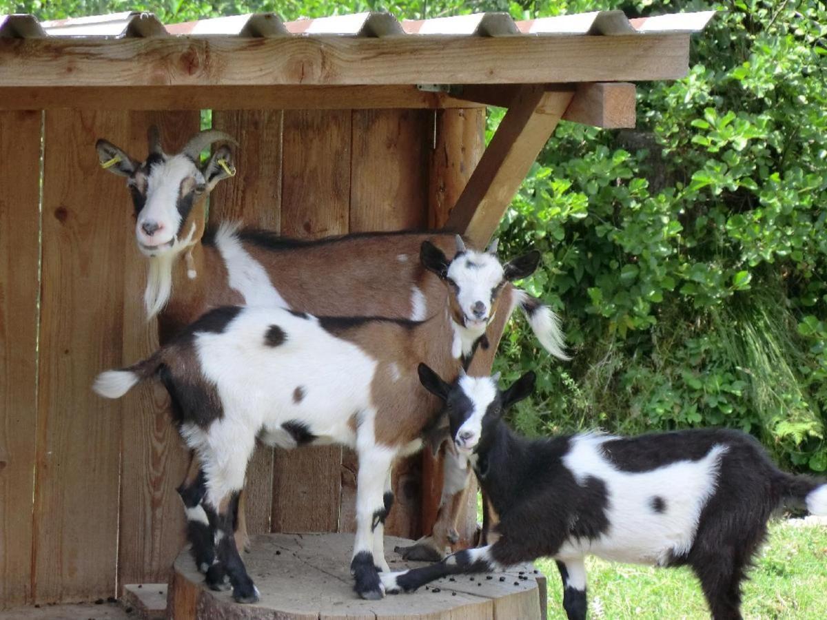 Ferienbauernhof Mehlbach Vendégház Kollnburg Kültér fotó