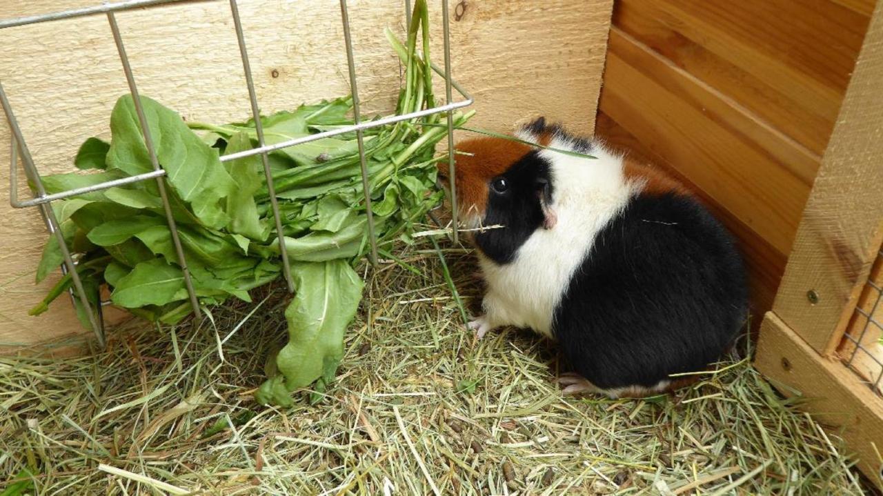 Ferienbauernhof Mehlbach Vendégház Kollnburg Kültér fotó