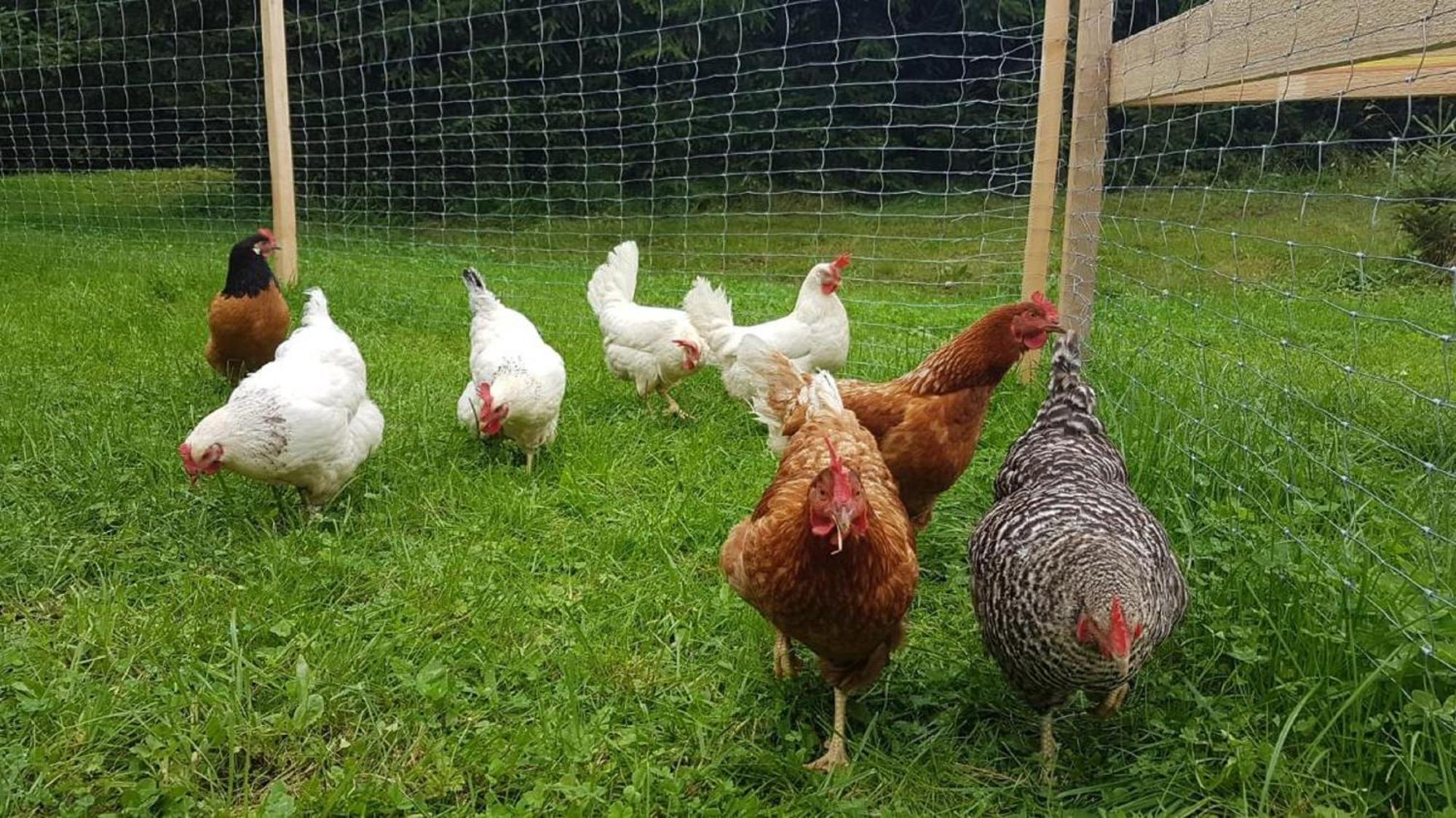 Ferienbauernhof Mehlbach Vendégház Kollnburg Kültér fotó
