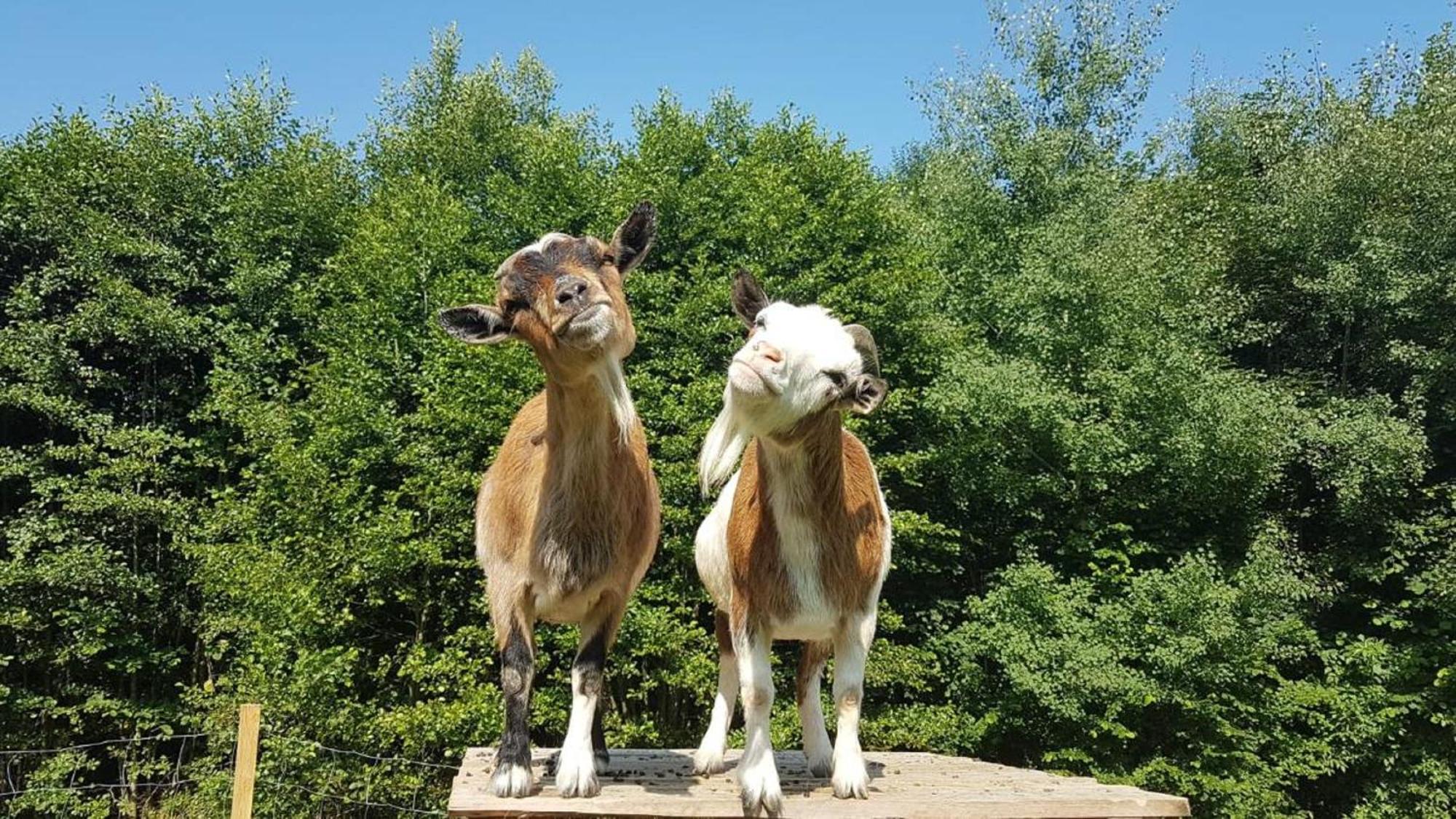 Ferienbauernhof Mehlbach Vendégház Kollnburg Kültér fotó