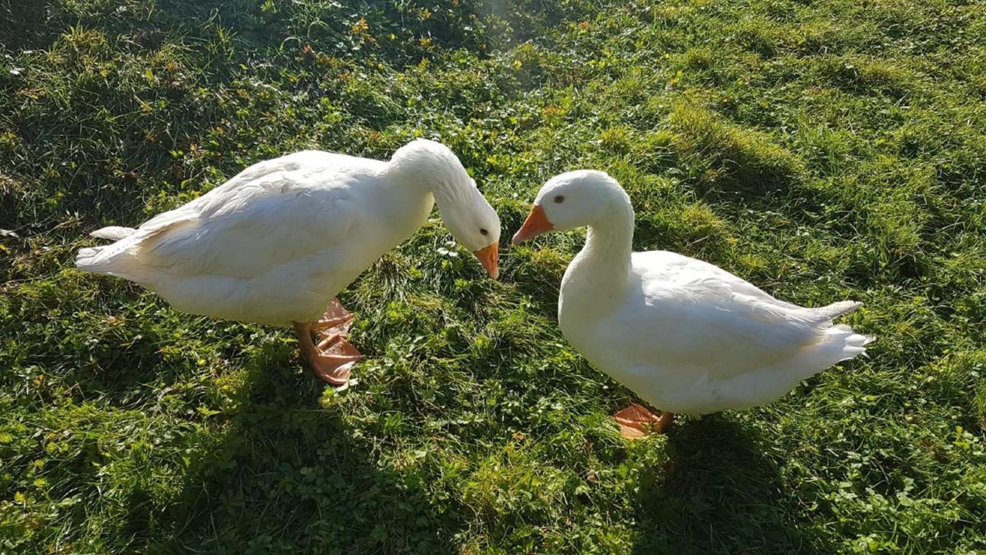 Ferienbauernhof Mehlbach Vendégház Kollnburg Kültér fotó