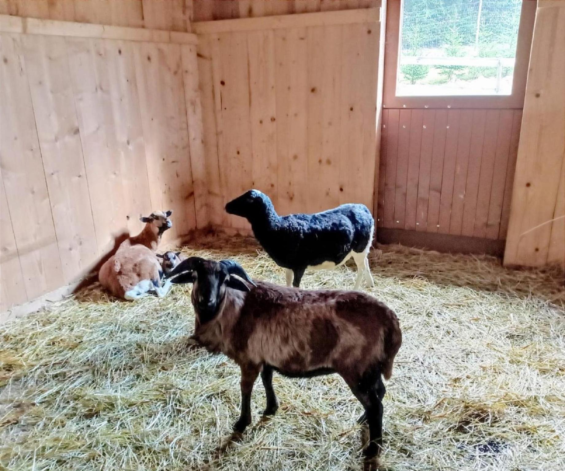 Ferienbauernhof Mehlbach Vendégház Kollnburg Kültér fotó
