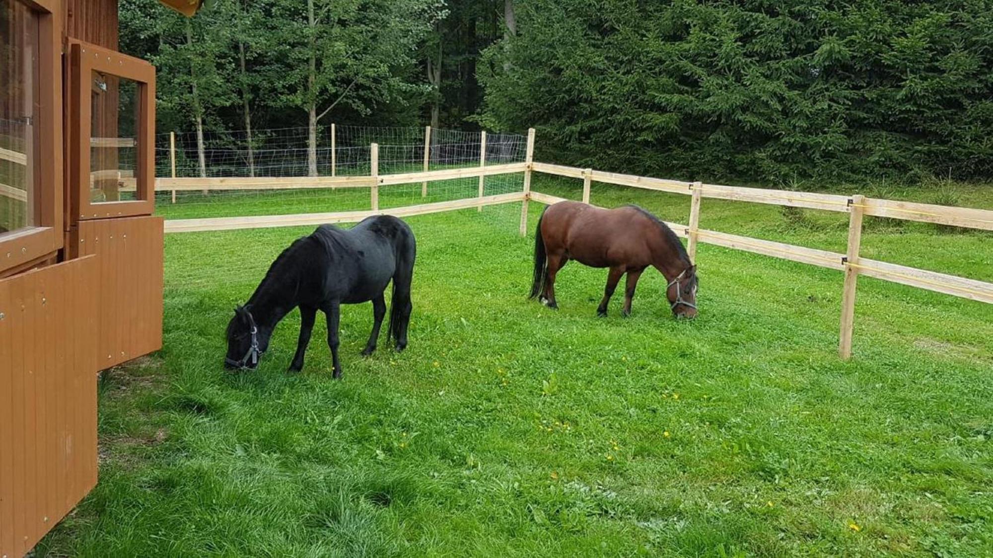 Ferienbauernhof Mehlbach Vendégház Kollnburg Kültér fotó